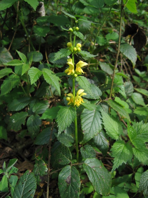 Lamium galeobdolon